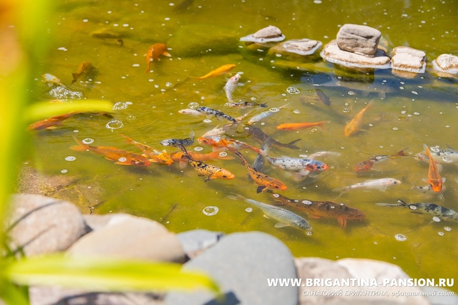 Санаторий &laquo;Бригантина&raquo;, Анапа, изображение 15