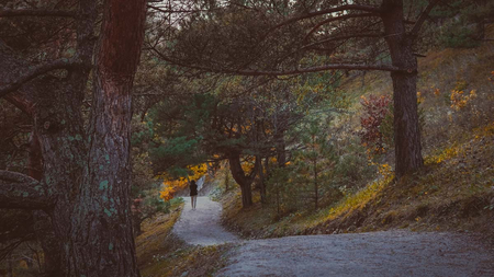 Отель «Форрест Терраса» (Forrest Terrace Hotel), Фиагдон, Северная Осетия, изображение 44