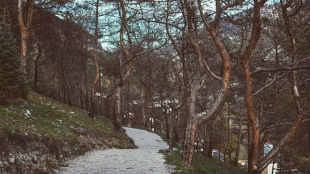 Отель «Форрест Терраса» (Forrest Terrace Hotel), Фиагдон, Северная Осетия, изображение 47