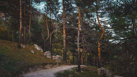 Отель «Форрест Терраса» (Forrest Terrace Hotel), Фиагдон, Северная Осетия, изображение 48