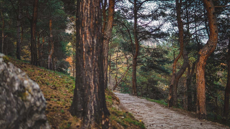 Отель «Форрест Терраса» (Forrest Terrace Hotel), Фиагдон, Северная Осетия, изображение 49