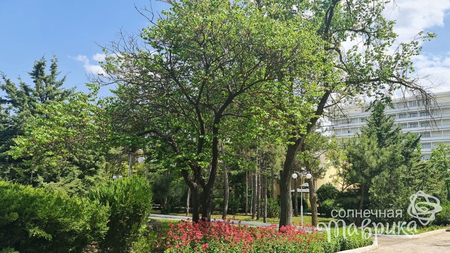 Санаторий «Дружба», Евпатория, изображение 10