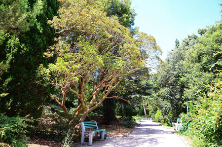 Санаторий «Ай-Петри», Ялта, изображение 57