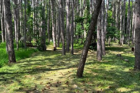 Санаторий «Лесной», Железноводск, изображение 31
