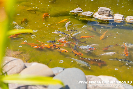 Санаторий «Бригантина», Анапа, изображение 15