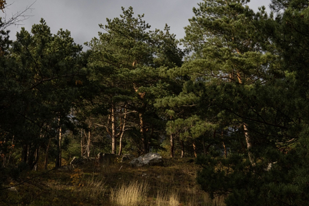 Отель «Форрест Терраса» (Forrest Terrace Hotel), Фиагдон, Северная Осетия, изображение 64