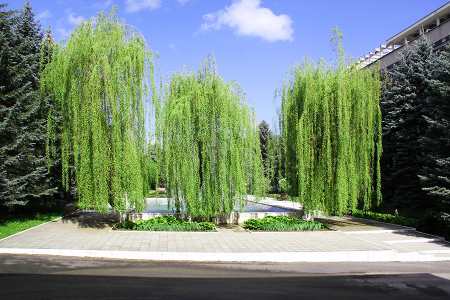 Санаторий «Голубые ели», Нальчик, изображение 21