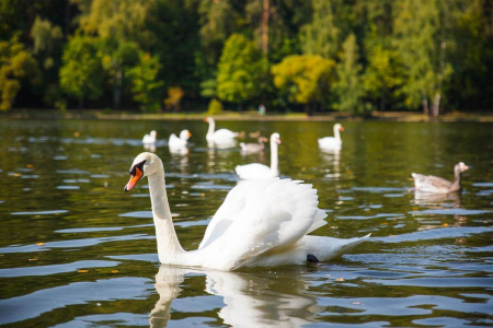 Санаторий «Барвиха», Московская обл., изображение 21