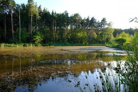 Санаторий «Переделкино», Московская обл., изображение 15 Санаторий «Переделкино», Московская обл., изображение 15