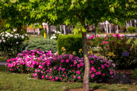 Санаторий «Сакрополь», Саки, изображение 79