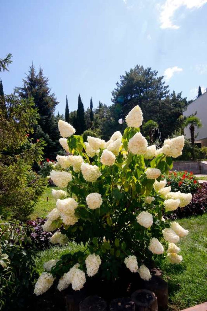 Санаторий «Узбекистан», Ялта, изображение 9